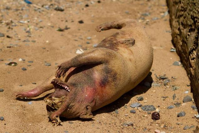 Xác chết của sinh vật bí ẩn được tìm thấy bên bờ sông ở New York.