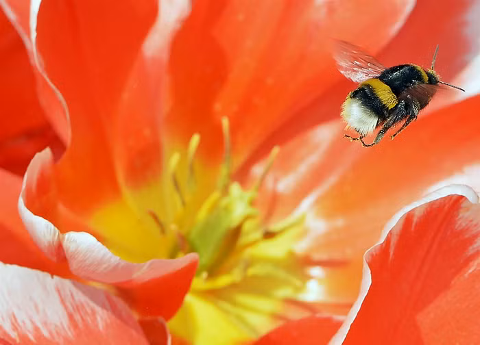 Con ong mật chuẩn bị rời bông hoa tulip tại triển lãm vườn EGA ở Erfurt ngày 13/4.