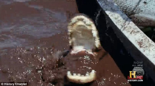 Nó tìm cách tấn công cặp thợ săn để thoát thân dù đã bị bắn chết một lần