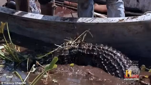 Con cá sấu bắt đầu hồi sinh khi được kéo lên mép nước