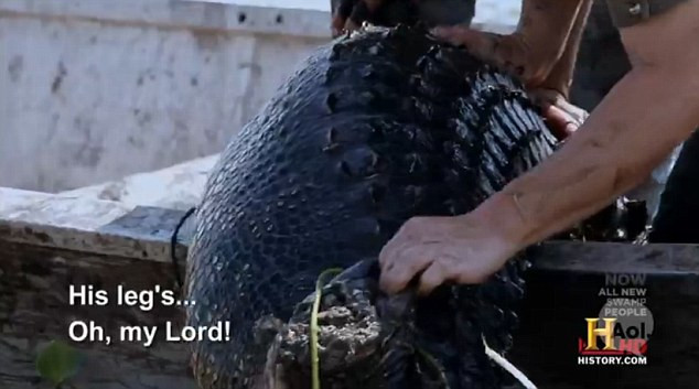 Phần chân sau chỉ còn lại là một dúm thịt của con cá sấu zombie