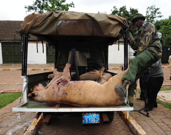 Số sư tử bị giết gồm 2 con trưởng thành và 4 con non.