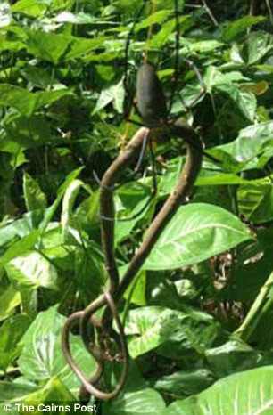 Nhện Arachnophobes đang cố tiêu thụ con rắn to hơn nó hàng chục lần Nhện Arachnophobes đang cố tiêu thụ con rắn to hơn nó hàng chục lần