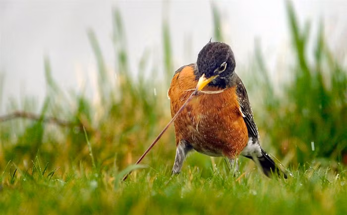 Chim cổ đỏ cố kéo con gium từ dưới đất trong chiều mưa ngày 23/3 tại Racine, Wisconsin (Mỹ). Chim cổ đỏ cố kéo con gium từ dưới đất trong chiều mưa ngày 23/3 tại Racine, Wisconsin (Mỹ).