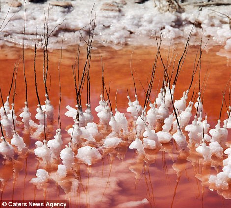 Không có loài cây nào sống được trong hồ nước hay ven bờ bởi nồng độ muối quá cao trong nước. Không có loài cây nào sống được trong hồ nước hay ven bờ bởi nồng độ muối quá cao trong nước.