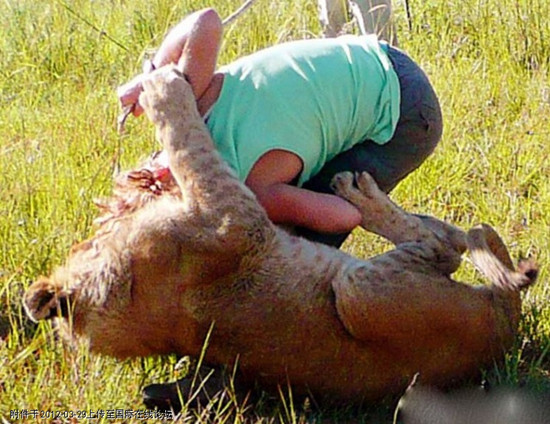 Một giáo viên người Anh bị sư tử tấn công ở Zimbabwe. Một giáo viên người Anh bị sư tử tấn công ở Zimbabwe.