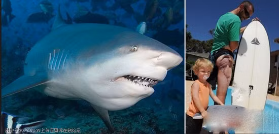 Vận động viên lướt sóng Glen Folkard (Úc) khoe vết thương khủng khiếp sau khi bị cá mập tấn công. Vận động viên lướt sóng Glen Folkard (Úc) khoe vết thương khủng khiếp sau khi bị cá mập tấn công.