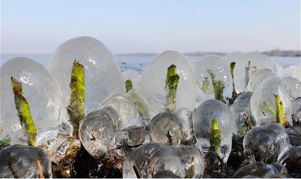 Mầm cây sậy bị đóng băng ở hồ Zwischenahner Meer, Bad Zwischenahn, miền bắc nước Đức Mầm cây sậy bị đóng băng ở hồ Zwischenahner Meer, Bad Zwischenahn, miền bắc nước Đức