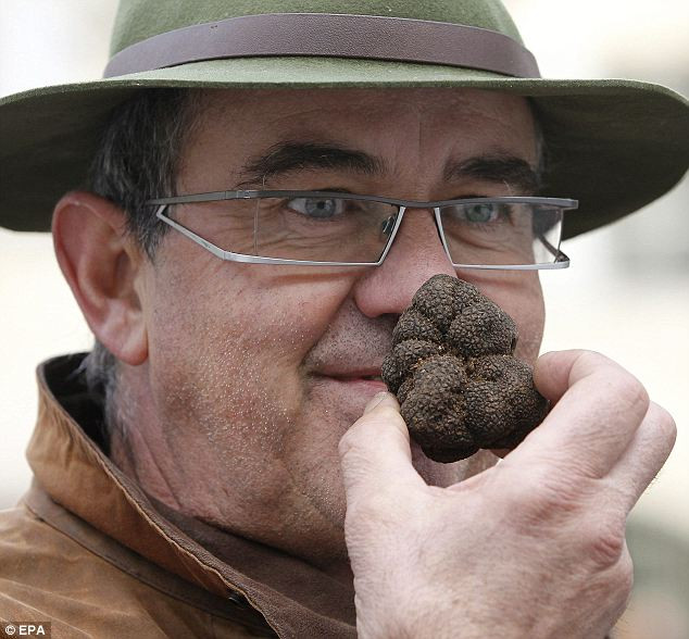 Nấm cục đen kích cỡ bình thường Nấm cục đen kích cỡ bình thường