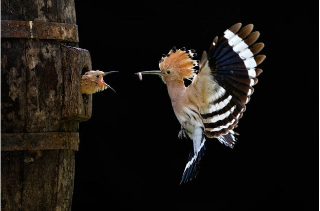 Giovanni Frescura, Italy Giovanni Frescura, Italy