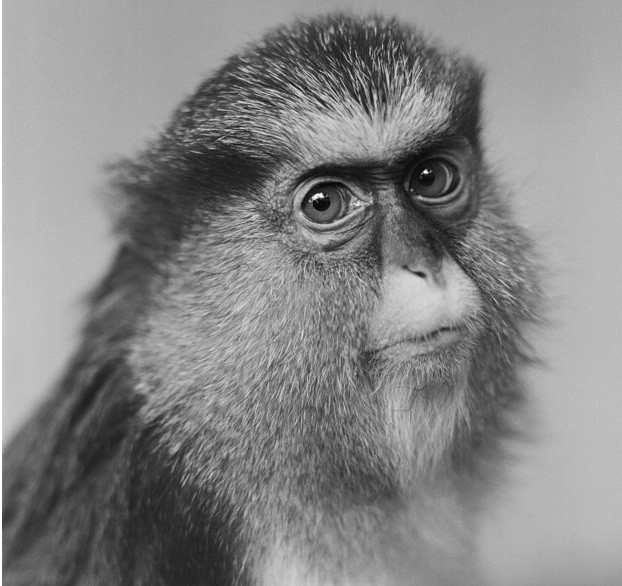 Jacek Kusz, Ba Lan Jacek Kusz, Ba Lan