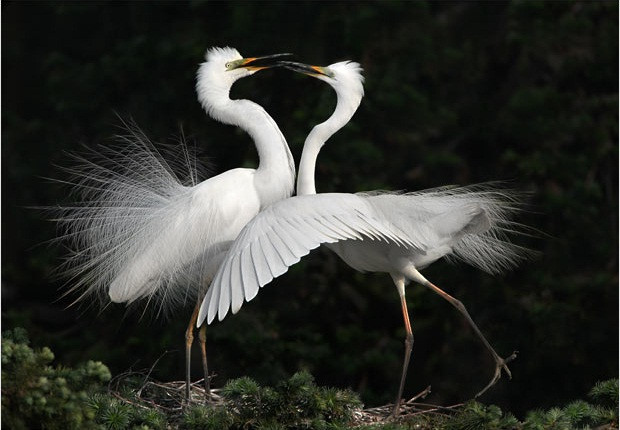 Chan Kwok Hung, Hong Kong Chan Kwok Hung, Hong Kong