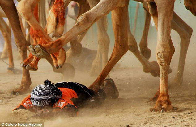 Đôi khi có tới 80 con lạc đà được đưa vào cuộc đua diễn ra trên đoạn đường dài 9,6 km.