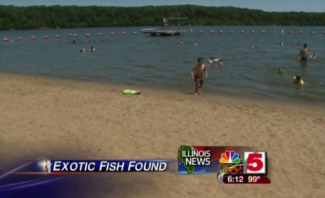 Mọi người đã được cảnh báo nên tránh xa các vùng nước sâu tại hồ Lou Yaeger, nơi cá Pacu có thể trú ẩn. Mọi người đã được cảnh báo nên tránh xa các vùng nước sâu tại hồ Lou Yaeger, nơi cá Pacu có thể trú ẩn.