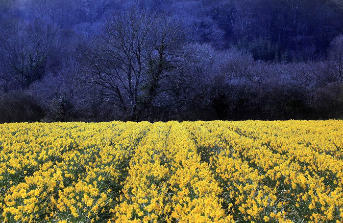 Hoa thủy tiên vàng nở rộ tại trang trại Fentongollan gần Truro, Anh ngày 21/3.
