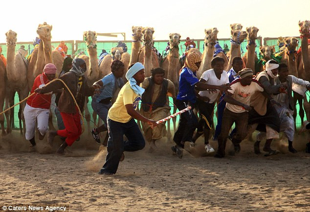 Những con lạc đà liên tục húc vào người họ và khiến họ không thể ngừng chạy.