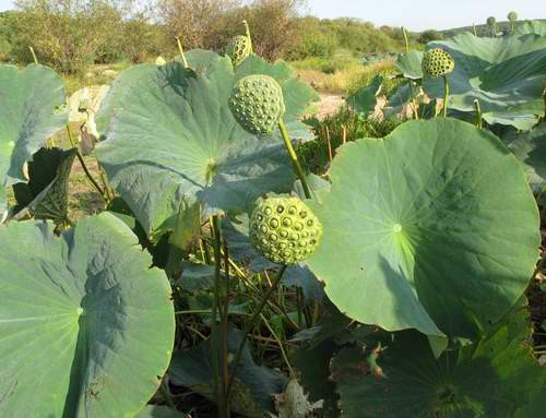 Sen tháng 9 tại Nga. Sen tháng 9 tại Nga.