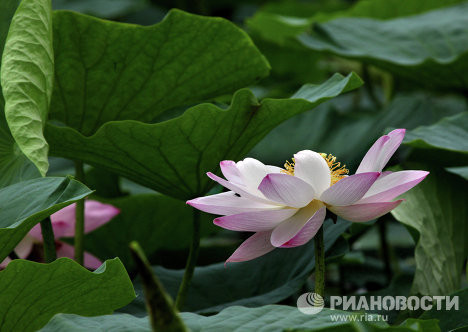 Hoa sen nở rộ trên các hồ nước tại Primorye. Hoa sen nở rộ trên các hồ nước tại Primorye.