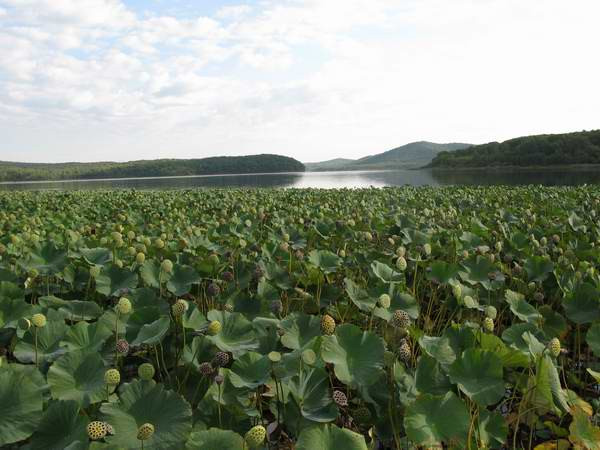 Sen tháng 9 tại Nga. Sen tháng 9 tại Nga.
