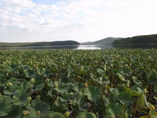 Sen tháng 9 tại Nga.