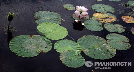 Hoa sen nở rộ trên các hồ nước tại Primorye.