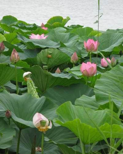 Hoa sen nở rộ trên các hồ nước tại Primorye. Hoa sen nở rộ trên các hồ nước tại Primorye.