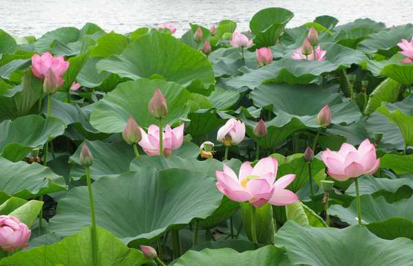 Hoa sen nở rộ trên các hồ nước tại Primorye. Hoa sen nở rộ trên các hồ nước tại Primorye.