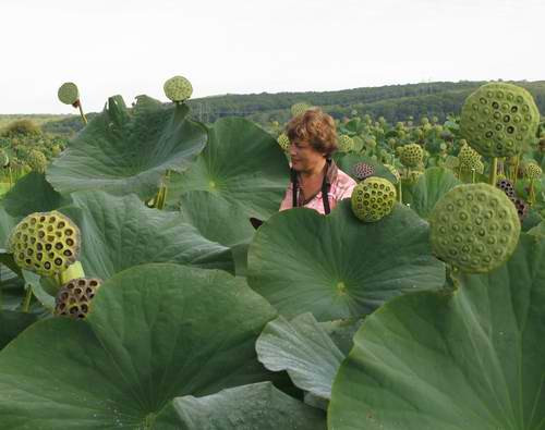 Sen tháng 9 tại Nga. Sen tháng 9 tại Nga.