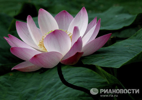 Hoa sen nở rộ trên các hồ nước tại Primorye. Hoa sen nở rộ trên các hồ nước tại Primorye.