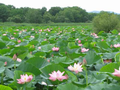 Hoa sen nở rộ trên các hồ nước tại Primorye. Hoa sen nở rộ trên các hồ nước tại Primorye.