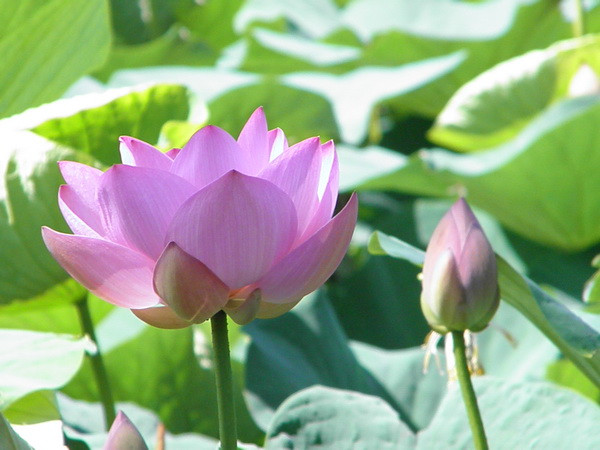 Sen nở rộ tại Nga Sen nở rộ tại Nga