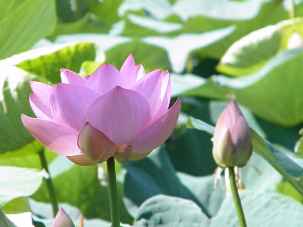 Sen nở rộ tại Nga