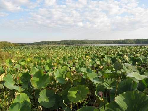 Sen tháng 9 tại Nga. Sen tháng 9 tại Nga.