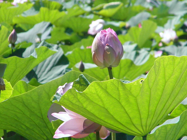 Sen nở rộ tại Nga Sen nở rộ tại Nga