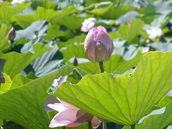 Sen nở rộ tại Nga