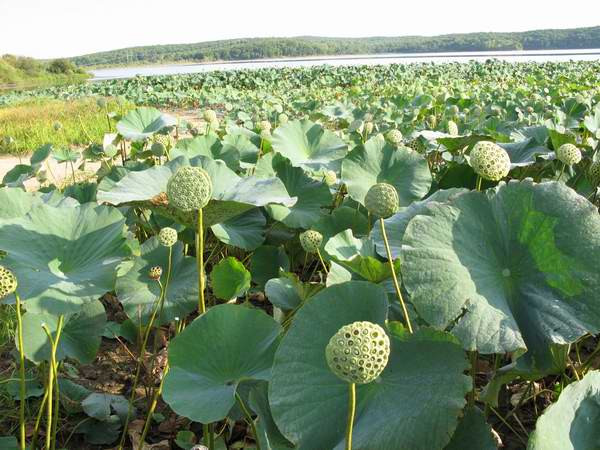 Sen tháng 9 tại Nga. Sen tháng 9 tại Nga.