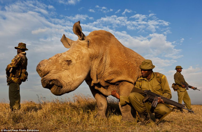 Đội chống săn trộm bảo vệ một con tê giác trắng ở khu bảo tồn Ol Pejeta, Kenya. Đội chống săn trộm bảo vệ một con tê giác trắng ở khu bảo tồn Ol Pejeta, Kenya.