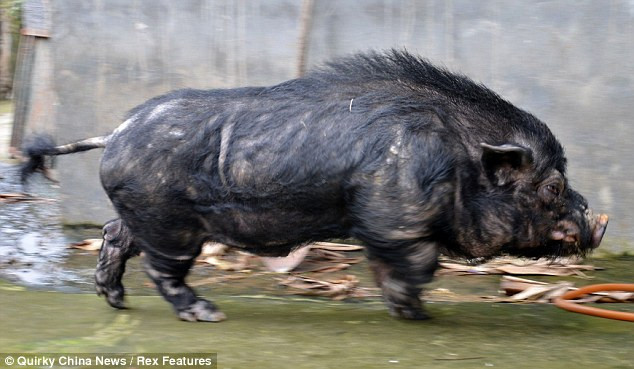 ...và khuôn mặt trông khá dữ tợn, xấu xí khác hẳn những giống lợn hoang từng được biết tới.