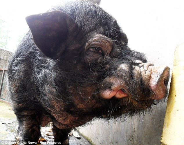 Chúng có lớp lông đen và dầy bao phủ toàn bộ cơ thể...