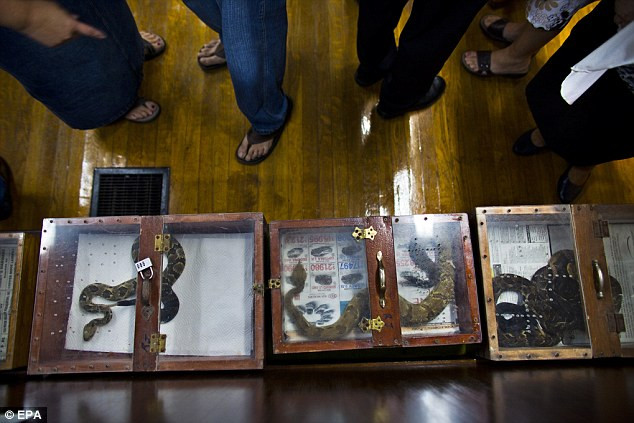 Rắn độc được các tín đồ đến nhà thờ thực thi nghi lễ cực đoan