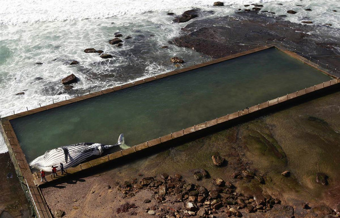 Xác con cá voi lưng gù bị chết sau khi mắc kẹt trong một hồ bơi ở Sydney, Australia ngày 1/8. Xác con cá voi lưng gù bị chết sau khi mắc kẹt trong một hồ bơi ở Sydney, Australia ngày 1/8.