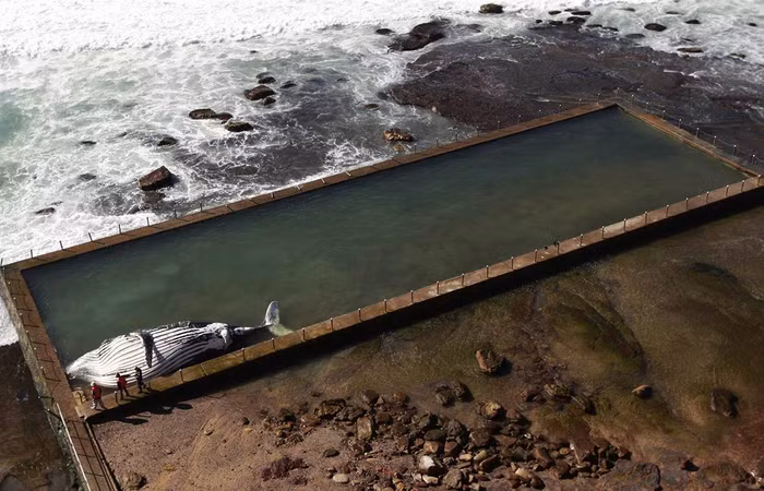 Xác con cá voi lưng gù bị chết sau khi mắc kẹt trong một hồ bơi ở Sydney, Australia ngày 1/8. Xác con cá voi lưng gù bị chết sau khi mắc kẹt trong một hồ bơi ở Sydney, Australia ngày 1/8.