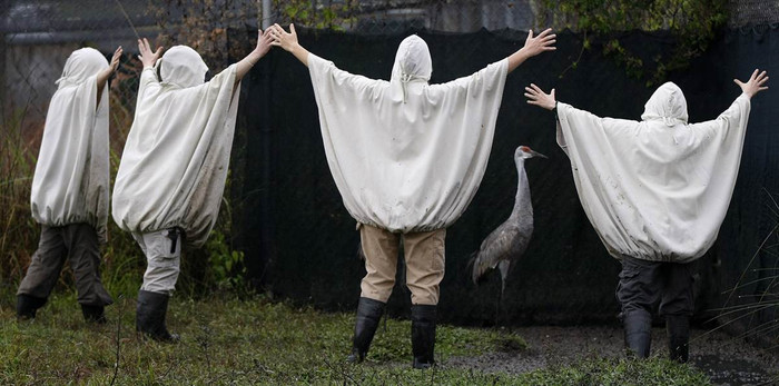 Các nhân viên làm việc tại Trung tâm Audubon Species Survival Center ở New Orleans (Mỹ) giả sếu để lùa bắt con sếu Mississippi Sandhill chuyển tới khu bảo tồn sếu Mississippi Sandhill hoang dã tại Gautier ngày 27/11.