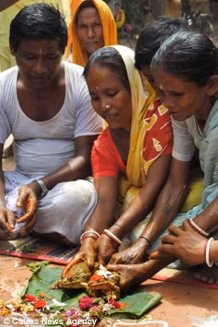 Sau khi nghi lễ hợp hôn cầu mưa kỳ lạ này, cặp ếch sẽ được thả tự do gần một dòng sông trong vùng để tận hưởng tuần trăng mật của chúng.