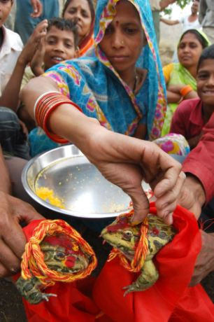 Cặp ếch được mặc trang phục truyền thống của Ấn Độ trong lễ cưới. Cặp ếch được mặc trang phục truyền thống của Ấn Độ trong lễ cưới.