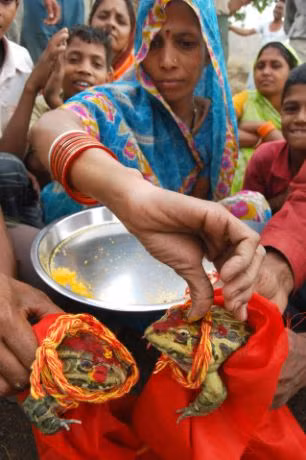 Cặp ếch được mặc trang phục truyền thống của Ấn Độ trong lễ cưới.