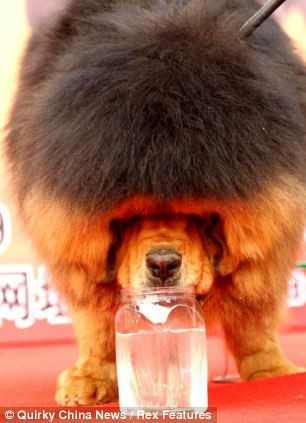 Ngao Tạng tham gia hội chợ thương mại tại Trung Quốc