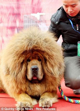 Ngao Tạng tham gia hội chợ thương mại tại Trung Quốc tuần qua