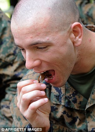 Ăn bọ sống trong thân cây