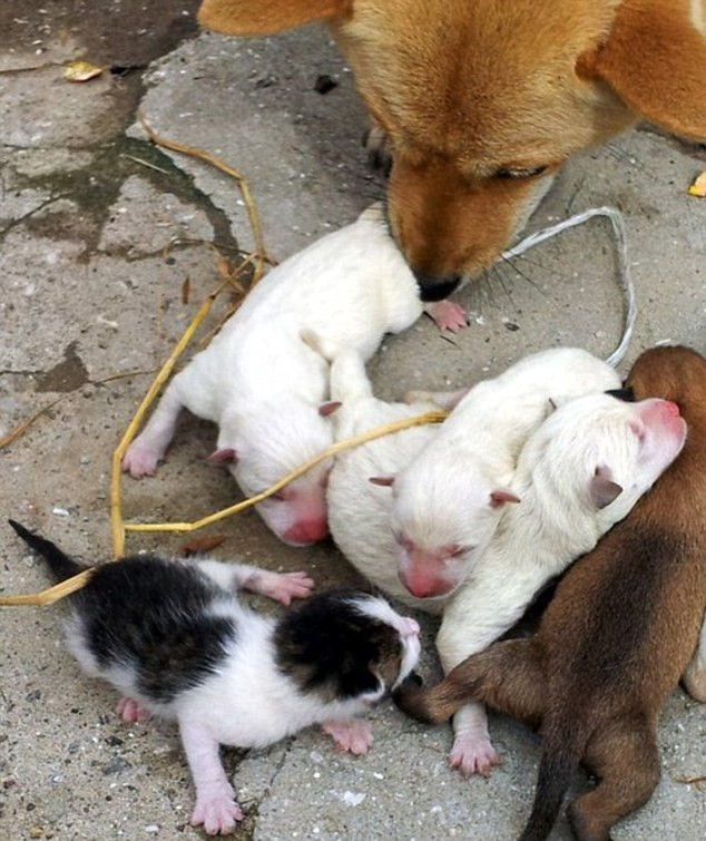 Con mèo ông Jeong tuyên bố do con chó cái nhà ông sinh ra.